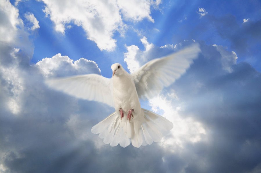 Dove of Spirit