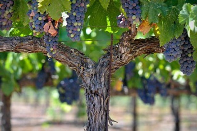 Grapes on the Y vine