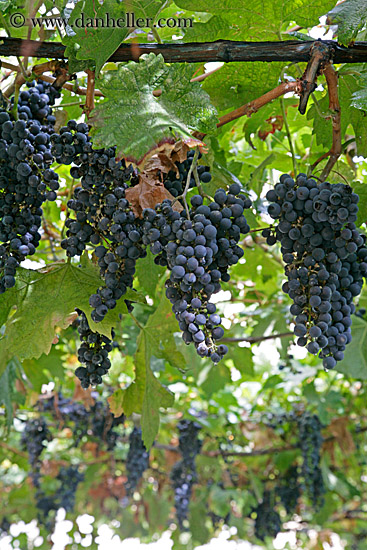 red-grapes-on-vine-2-big