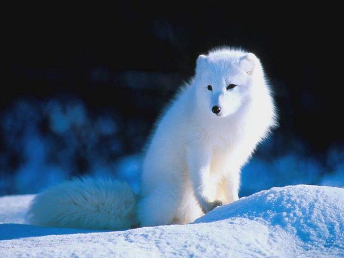 [Immagine: albino-fox.jpg]
