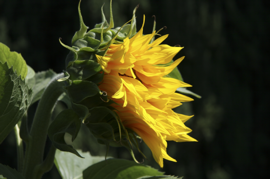 closed sunflower